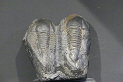 L21