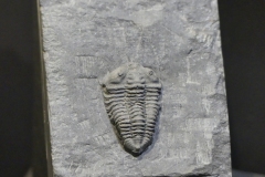 L22